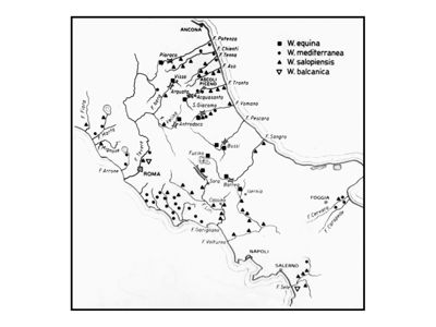 Wilhelmia, distribuzione delle varie forme in italia centro-meridionale