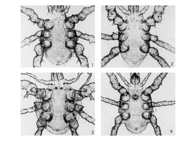 Foto di quattro specie Macrochelidi (Mesostigmata, Macrochelidae), in posizione ventrale