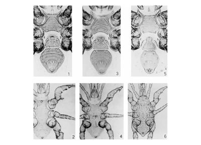 Foto di quattro specie Macrochelidi (Mesostigmata, Macrochelidae), in posizione ventrale