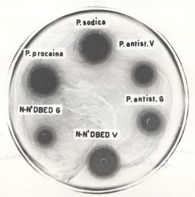 Azione di diverse penicilline sullo stesso ceppo batterico (Oxford)
