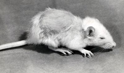 Ratti affetti da carenza di acido pantotenico