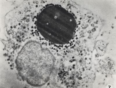 Virus dell'ectromelia