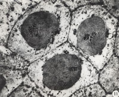 Cellule normali di cornea di coniglio