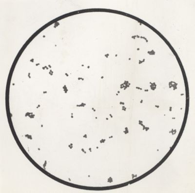 Staphylococcus Pyogenes Aures - "Da Atlas of Bacteriology 1952" di Crauston Low and C. Dodds