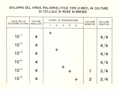 Sviluppo del virus poliomelitico tipo 2-MEF 1 in colture di cellule di rene di Rhesus