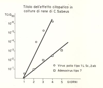 Titolo dell'effetto citopatico in colture di rene di C, Sabeus