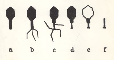 Schema di trasformazione del fago