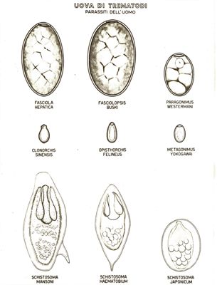 Uova di Trematodi (parassiti dell'uomo)