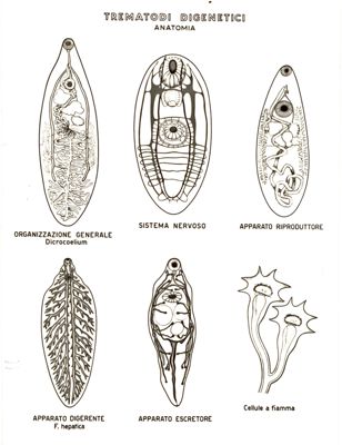 Trematodi Digemetici - Anatomia