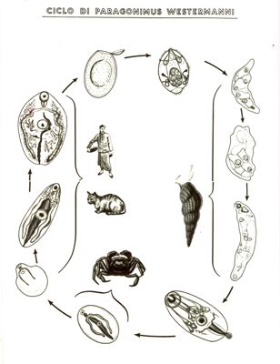 Ciclo di Paragonimus Westermanni