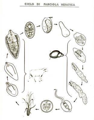 Ciclo di Fasciola Hepatica