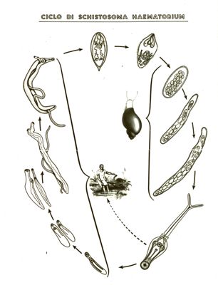 Ciclo di Schistosoma Haematobium