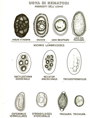 Uova di Nematodi (parassiti dell'uomo)