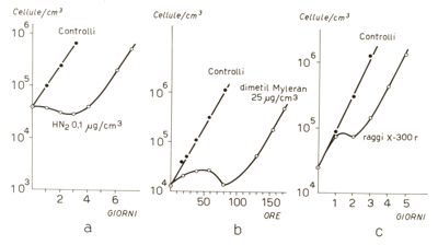 Confronto tra l'azione delle radiazioni ionizzanti e delle azotoipriti a livello cellulare e subcellulare