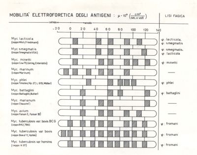 Diagramma riguardante la mobilità elettroforetica degli antigeni