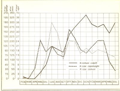 Diagramma riguardante il numero dei comuni colpiti, il numero dei casi capoluoghi e il numero dei casi comuni per vaiolo