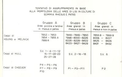 Tentativo di aggruppamento in base alla morfologia delle aree di lisi in colture di scimmia Rhesus e Patas