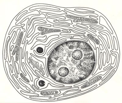 Disegno stilizzato di cellula