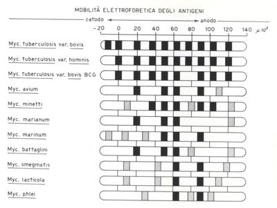 Tabella della mobilità elettroforetica degli antigeni