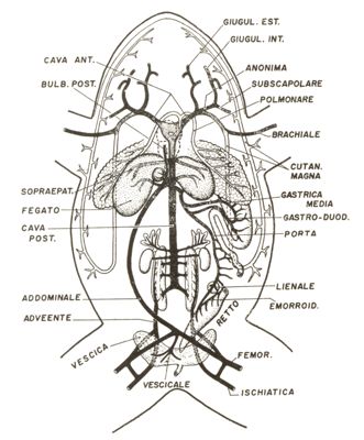 Schema del sistema arterioso