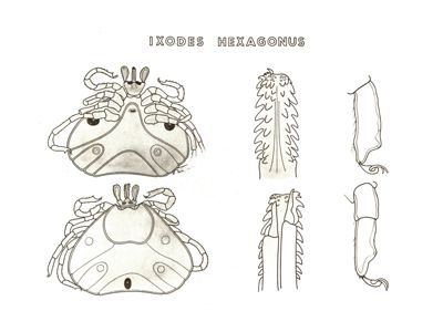 Riproduzioni di disegni riguardanti elementi di parassitologia