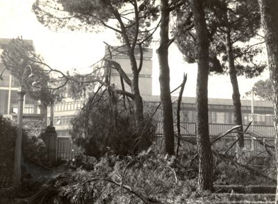 Rami degli alberi di pino, caduti nel giardino dell'Istituto