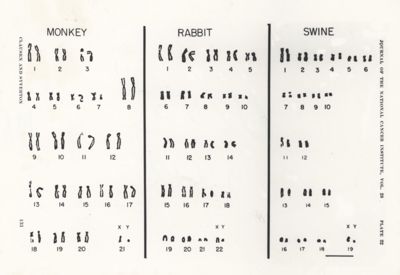 Monkey - Rabbit Swine