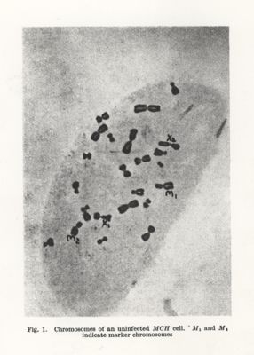 Chromosomes of an uninfected MCH cell