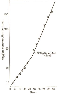 Esperimenti di micro-respirazione - l'effetto del bleu di metilene sul consumo di ossigeno di eritrociti di oca