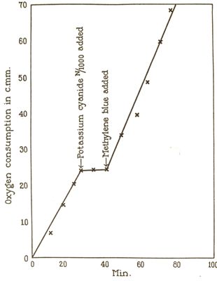 Effetto del bleu di metilene sul consumo di ossigeno di eritrociti di oca in presenza di Kcn.