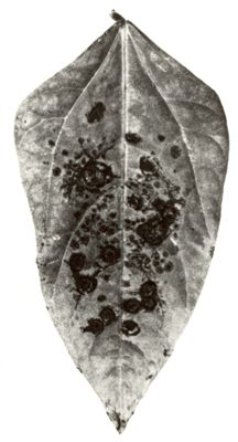 Ultravirosi delle piante - foglie di Vigna Sinensis inoculata due volte con Nicotiana Virus 11 (necrosi del tabacco)