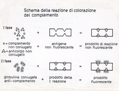 Schemi delle colorazioni in immuno fluorescenza