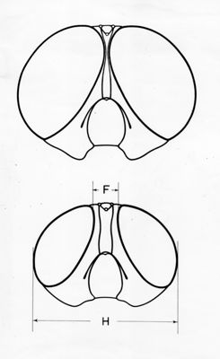Disegno anatomico del capo di una mosca visto frontalmente: quote riferite alla larghezza del capo e della fronte (spazio tra gli occhi)