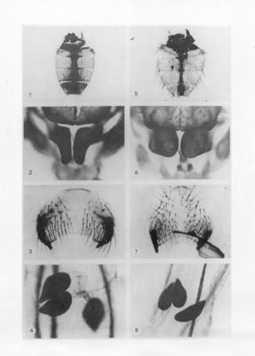 Foto di particolari dell'addome (1 e 5), dell'apparato genitale femminile (2, 3, 6, 7) e delle spermateche (4, 8) di mosca