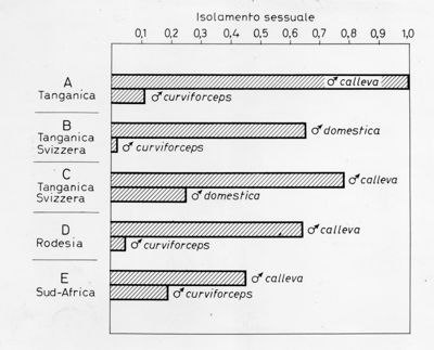 Grafico sull'isolamento sessuale osservato in colonie di Musca domestica, Musca calleva e Musca curviforceps provenienti da 5 diverse aree geografiche