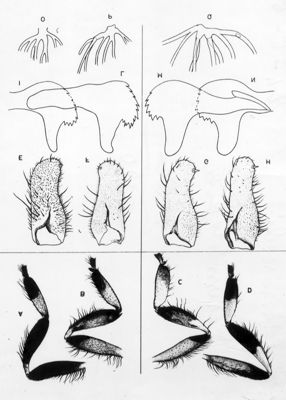 Ditteri Simulidi: dall'alto, particolare dei filamenti della pupa, parti boccali della larva, cerci e arti della femmina in due specie a confronto