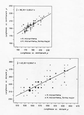 Grafici da studio su osservazioni morfometriche in acari della specie Holostapella micrarrhena e H. micrarrhena forma major. Grafico in alto: sull'asse delle ordinate, larghezza sc. ventrianale e sull'asse delle ascisse lunghezza sc. ventrianale. Grafico in basso: sull'asse delle ordinate, larghezza sc. dorsale e sull'asse delle ascisse, lunghezza sc. dorsale