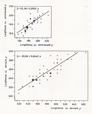 Grafici da studio su osservazioni morfometriche in acari delle specie Holostapella exornata e H. ornata. Grafico in alto: sull'asse delle ordinate, larghezza sc. ventrianale e sull'asse delle ascisse lunghezza sc. ventrianale. Grafico in basso: sull'asse delle ordinate, larghezza sc. dorsale e sull'asse delle ascisse, lunghezza sc. dorsale