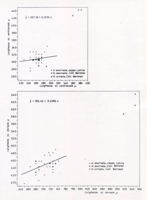 Grafici da studio su osservazioni morfometriche in acari delle specie Holostapella exornata e H. ornata. Grafico in alto: sull'asse delle ordinate, larghezza sc. ventrianale e sull'asse delle ascisse lunghezza sc. ventrianale. Grafico in basso: sull'asse delle ordinate, larghezza sc. dorsale e sull'asse delle ascisse, lunghezza sc. dorsale