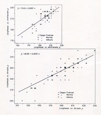 Grafici da studio su osservazioni morfometriche in acari delle specie Holostapella exornata e H. ornata (altri ceppi). Grafico in alto: sull'asse delle ordinate, larghezza sc. ventrianale e sull'asse delle ascisse lunghezza sc. ventrianale. Grafico in basso: sull'asse delle ordinate, larghezza sc. dorsale e sull'asse delle ascisse, lunghezza sc. dorsale