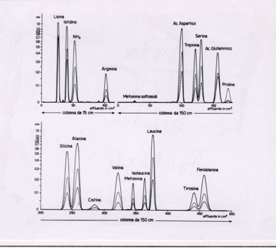 Composizione di aminoacidi della emoglobina di ratto adulto normale e di feti di ratto