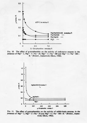 Grafici con didascalia autoesplicativa, studio di fisiologia cellulare. L'effetto della g-strofantina nella attività dell'enzima del nervo di granchio (fig. 10) e dell'enzima del cervello del coniglio (fig. 11) in presenza di Mg. Grafico in alto (fig. 10) - asse delle ascisse: gamma moles pi, asse delle ordinate: G-strophanthin mmoles/l. Grafico in basso (fig. 11) - asse delle ascisse: gamma moles pi, asse delle ordinate: G-strophanthin mmoles/I