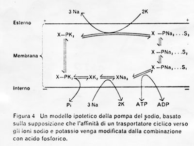 Modello ipotetico della pompa del sodio, basato sulla supposizione che l'affinità di un trasportatore ciclico verso gli ioni sodio e potassio venga modificata dalla combinazione con acido solforico