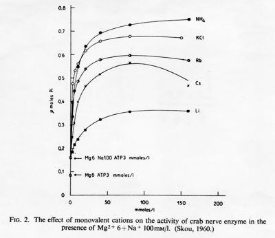 Grafici con didascalia autoesplicativa, studio di fisiologia cellulare. L'effetto cationi monovalenti nella attività dell'enzima del nervo di granchio in presenza di Mg. Grafico: asse delle ascisse, gamma moles pi; asse delle ordinate: mmoles/l