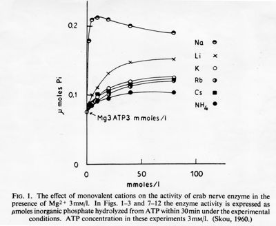 Grafici con didascalia autoesplicativa, studio di fisiologia cellulare. L'effetto cationi monovalenti nella attività dell'enzima del nervo di granchio in presenza di Mg. Grafico: asse delle ascisse, gamma moles pi; asse delle ordinate: mmoles/l