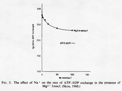 Grafici con didascalia autoesplicativa, studio di fisiologia cellulare. L'effetto del sodio sul tasso di scambio ATP-ADP in presenza di Magnesio. Grafico: asse delle ordinate, m-gamma moles ADP scambiato; asse delle ascisse, sodio mmoles/l