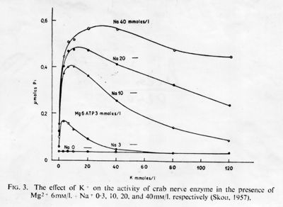 Grafici con didascalia autoesplicativa, studio di fisiologia cellulare. L'effetto del potassio sull'attività del enzima del nervo di granchio in presenza di magnesio: Grafico: asse delle ordinate, gamma moles Pi; asse delle ascisse K mmoles/l