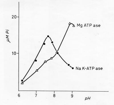 Grafico sui livelli di magnesio (ATP ase) e sodio (K-ATP ase). Asse delle ordinate: gamma M Pi, asse delle ascisse pH