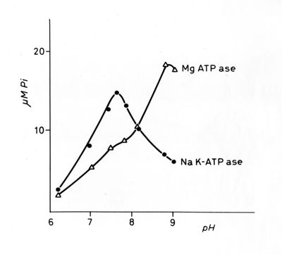 Grafico sui livelli di magnesio (ATP ase) e sodio (K-ATP ase). Asse delle ordinate: gamma M Pi, asse delle ascisse pH