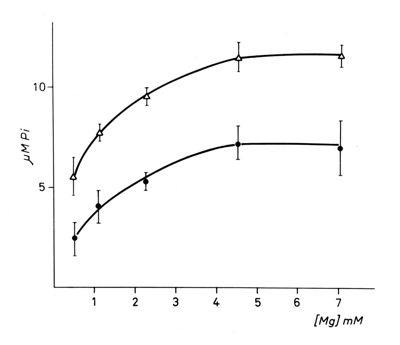 Grafico: Asse delle ordinate: gamma M Pi, asse delle ascisse [Mg] mM